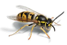 Birmingham Wasp Nest Removal